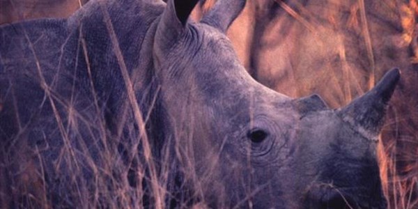 NW rhino poaching remains concern | News Article