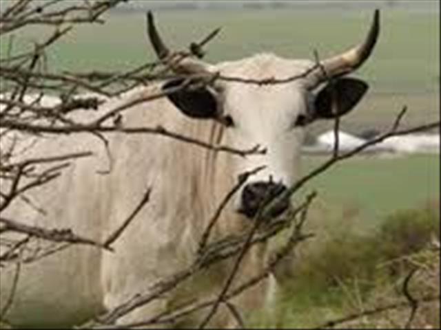 Beestuberkulose  is by beeste in Kanada gevind | News Article