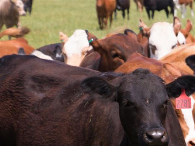 Agri News Podcast: Foot and mouth disease contained, says minister | News Article