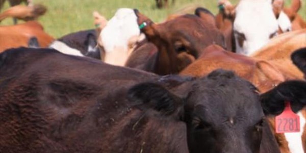 Agri News Podcast: Foot and mouth disease contained, says minister | News Article