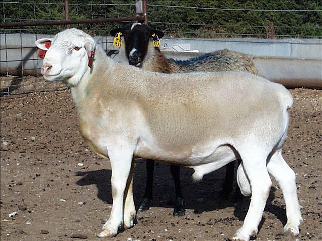 Boer help UV met navorsing oor dorperskape | News Article