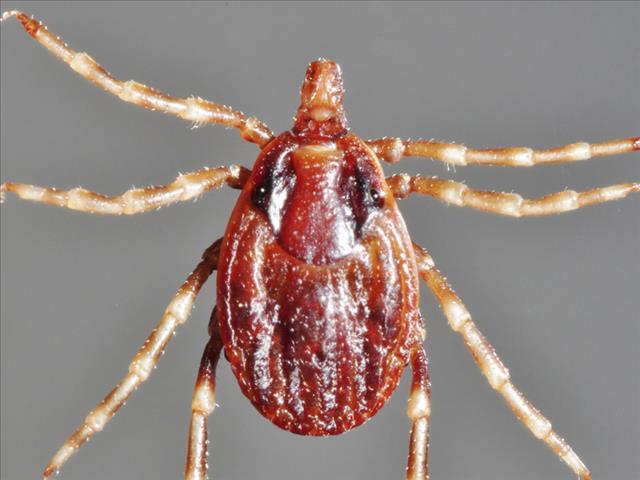 Northern Cape man in isolation with deadly but rare Congo fever | News Article