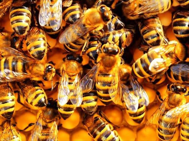 One adult, five children in FS hospital following bee attack | News Article