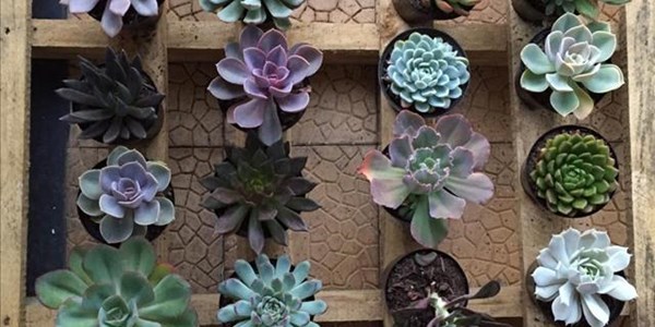 Special Feature: How to take care of plants as seasons change Special Feature: How to take care of plants as seasons change | News Article