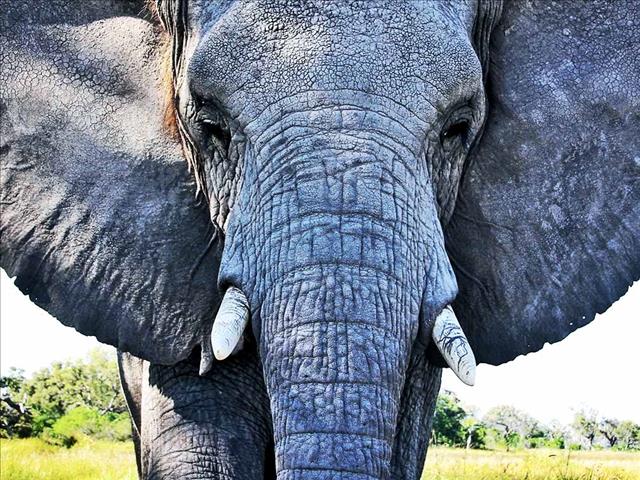 Trio sentenced for dealing in elephant tusks | News Article