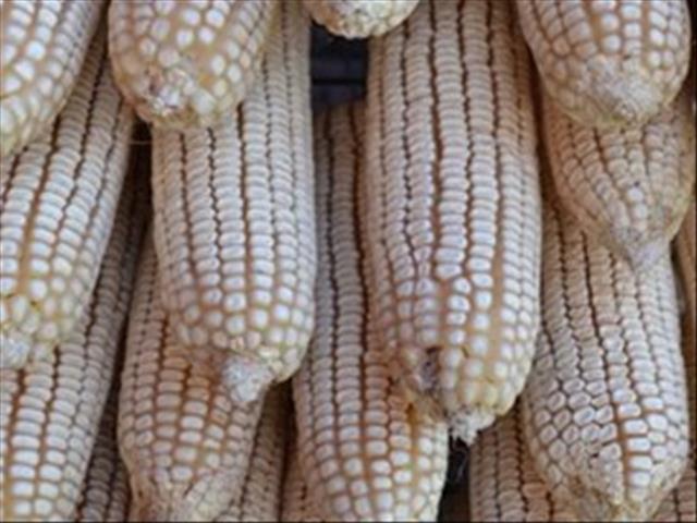 SA bruto waarde van landbou-produksie lyk voorentoe goed | News Article