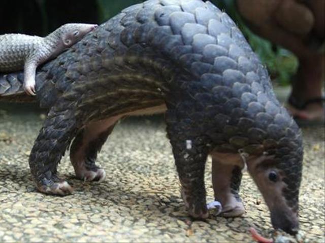 Hawks nab NC man with endangered species | News Article