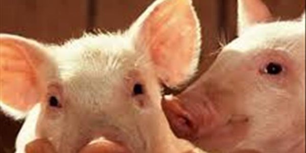 BFN parents urged to take note of swine flu symptoms | News Article