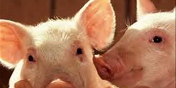 BFN parents urged to take note of swine flu symptoms BFN parents urged to take note of swine flu symptoms | News Article
