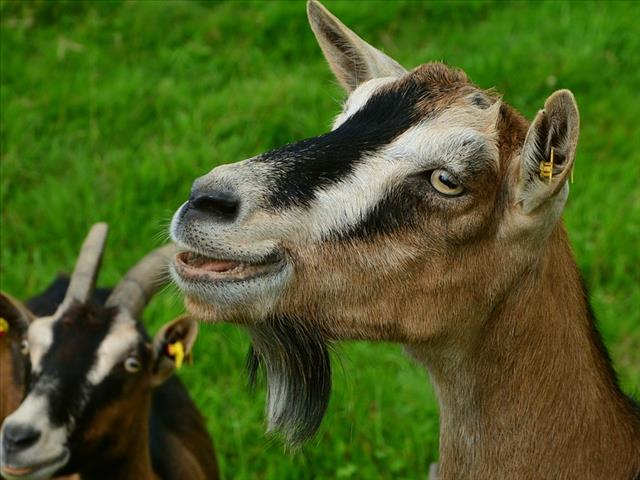 Internasionale Boerbokskou by Bloemskou | News Article