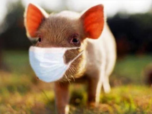 'No swine flu reported' - FS Health | News Article