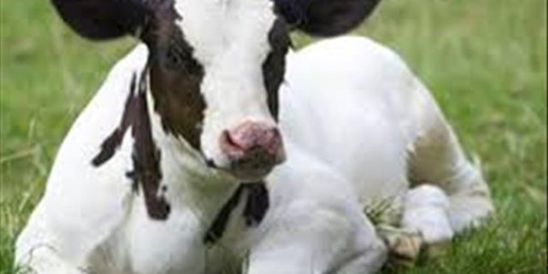 Veevoer die antwoord vir meer produktiewe melkproduksie | News Article