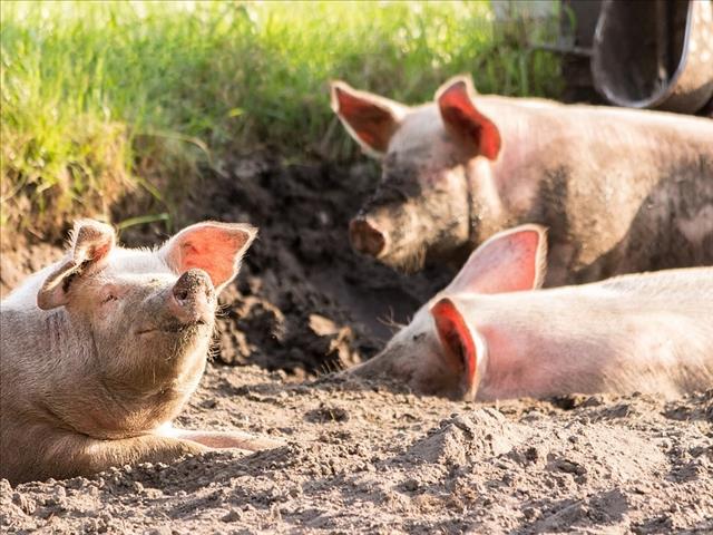Landbounuus-podcast: Goeie samewerking om Afrika-varkpes te beperk | News Article