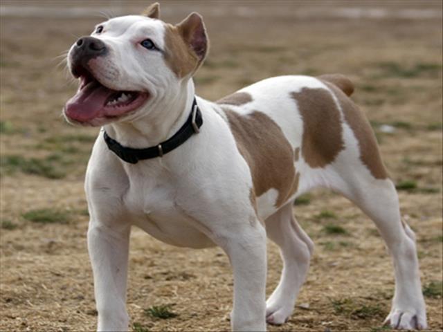 Six men convicted of dog fighting straight to jail | News Article