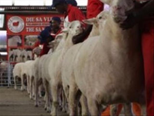 Kenner verskaf weeklikse veilingspryse vir lewende hawe | News Article
