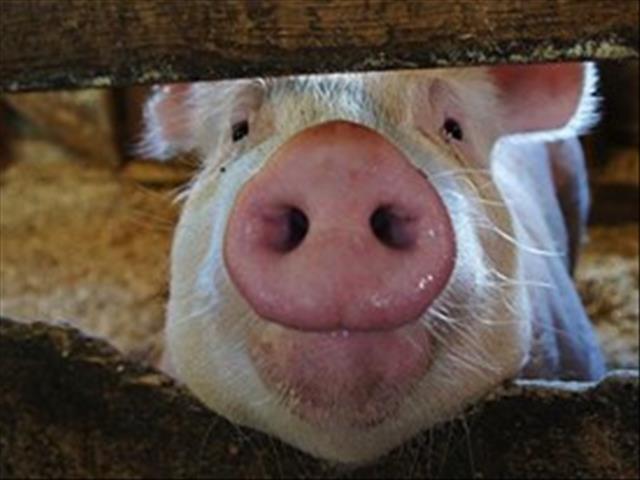 Afrika-varkpesvirus raak kleinboere, maar verspreiding daarvan word beperk | News Article