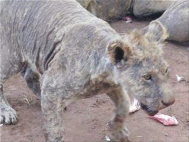Agri News Podcast: NSPCA lays animal cruelty charges against NW lion farmer | News Article
