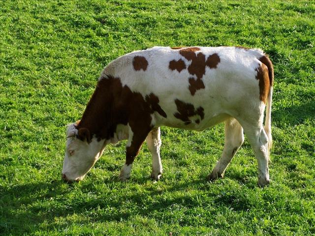 Lae melkpryse in SA en Australië | News Article