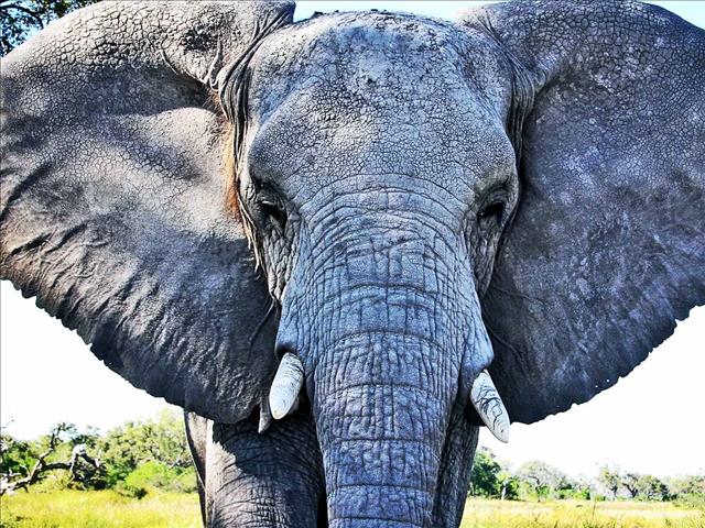 Elephant, Giraffe and vulture electrocuted at Kruger