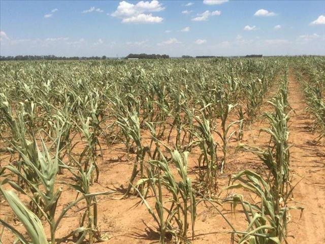 Agri News Podcast: Calls for land reform framework  | News Article