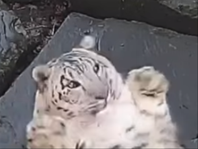 Saturday Express: Snow leopard freaks out when it notices a new camera in its enclosure | News Article