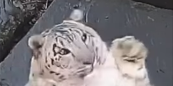 Saturday Express: Snow leopard freaks out when it notices a new camera in its enclosure | News Article