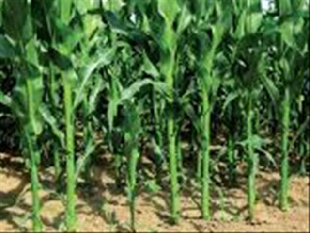 Die produksie van mielies en sojaboon in Amerika beïnvloed plaaslike bedryf  | News Article
