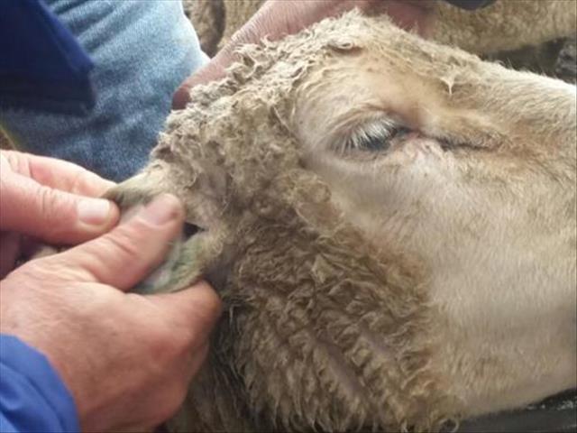 Hier is die weeklikse veilingspryse vir lewende hawe | News Article