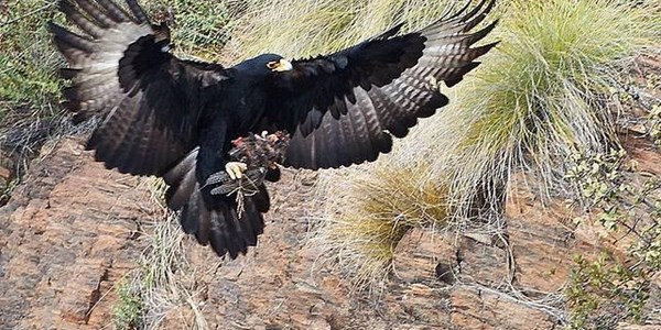 Concern for chicks as famous Roodekrans male black eagle goes missing Concern for chicks as famous Roodekrans male black eagle goes missing | News Article
