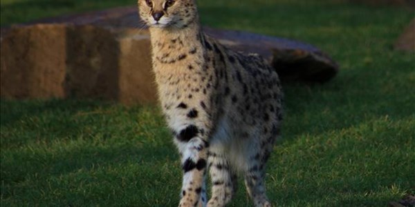 Predator allegedly spotted at Hartbeesfontein Predator allegedly spotted at Hartbeesfontein | News Article