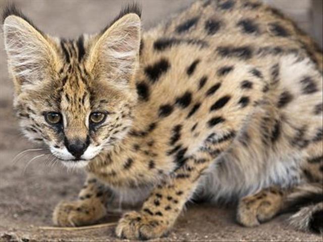 ‘It’s a small serval cat, not a leopard’ – NW conservationist  | News Article