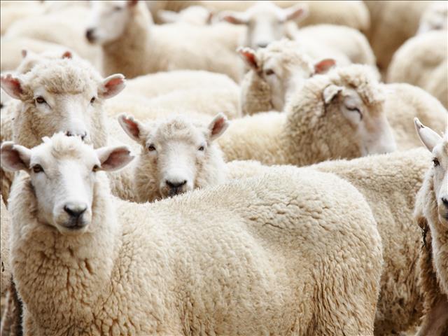 Hier is die weeklikse veilingspryse vir lewende hawe | News Article