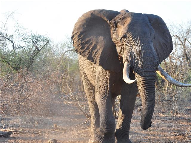 Wildlife charity pleads for end to canned and trophy hunting | News Article