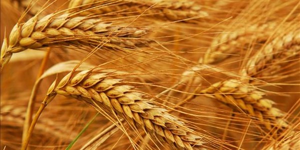 Landbou-potgooi: Produksieskatting vir somergewasse vandag bekend Landbou-potgooi: Produksieskatting vir somergewasse vandag bekend | News Article