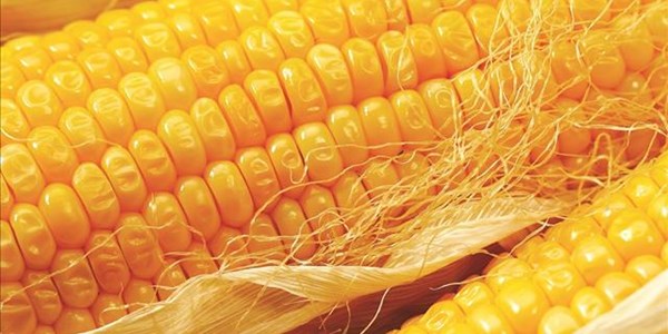 Landbou-potgooi: Mielievoorrade vir 2018/19 beter as verwag Landbou-potgooi: Mielievoorrade vir 2018/19 beter as verwag | News Article