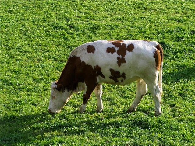 Hier is die weeklikse veilingspryse vir lewende hawe | News Article