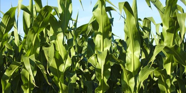 Landbou-potgooi: Nie genoeg geelmielies vir plaaslike gebruik in SA nie Landbou-potgooi: Nie genoeg geelmielies vir plaaslike gebruik in SA nie | News Article