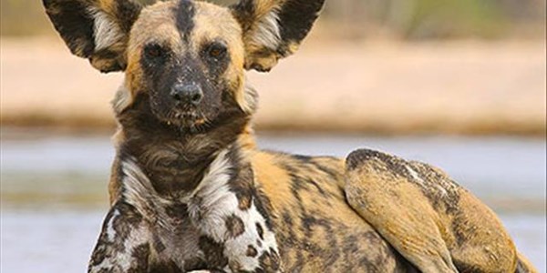 Wildlife organisations take hands to save endangered African Wild Dog | News Article
