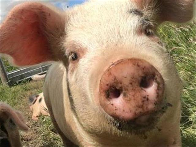 China Swine Fever toll may be twice as high | News Article