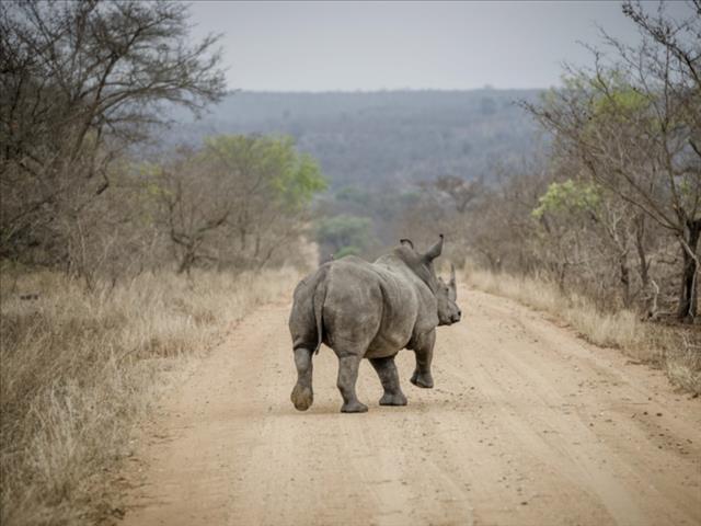 Contingency plans in place at Kruger National Park ahead of possible strike | News Article