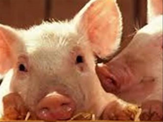 SAVPO: Kommersiële varkproduksie in Suid-Afrika is wêreldklas | News Article