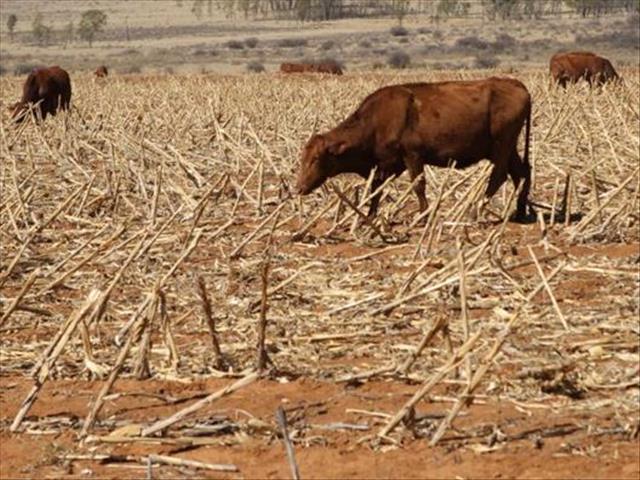 Boere wat "backgrounding" doen is nie nou in die mark nie | News Article