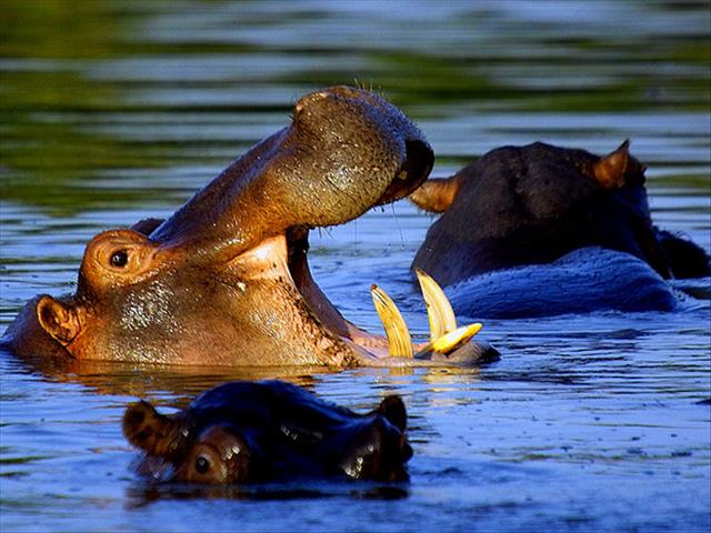 Zambia reverses controversial decision to cull 2,000 hippos | News Article