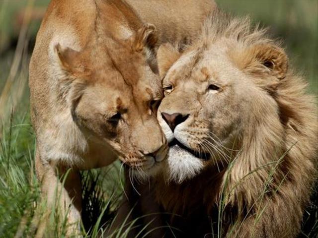 Several lions escape from Kruger National Park, Phalaborwa residents