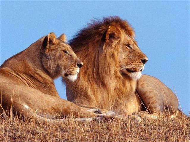 Phalaborwa lions left roaming free | News Article