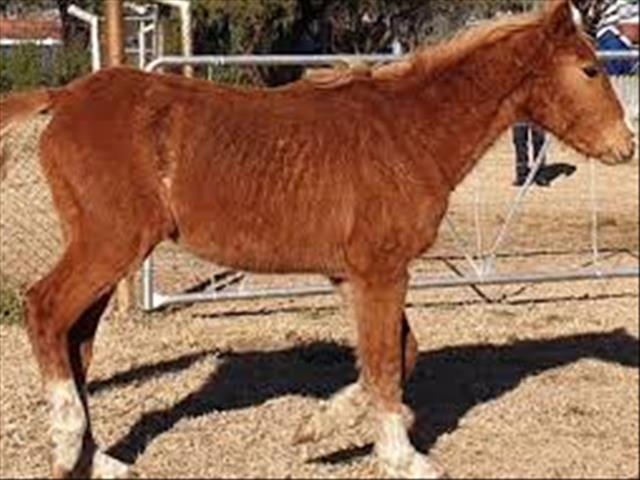 Animal cruelty complaint laid after disturbing discovery | News Article