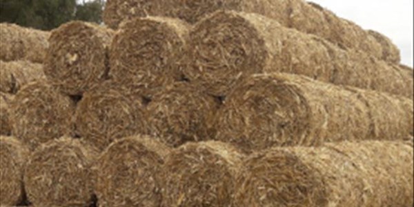 Jong Douglas-boere skroom nie met veevoerskenkings aan buurdistrik | News Article