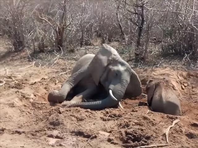 -TBB- Baby elephant get stuck and saved! | News Article
