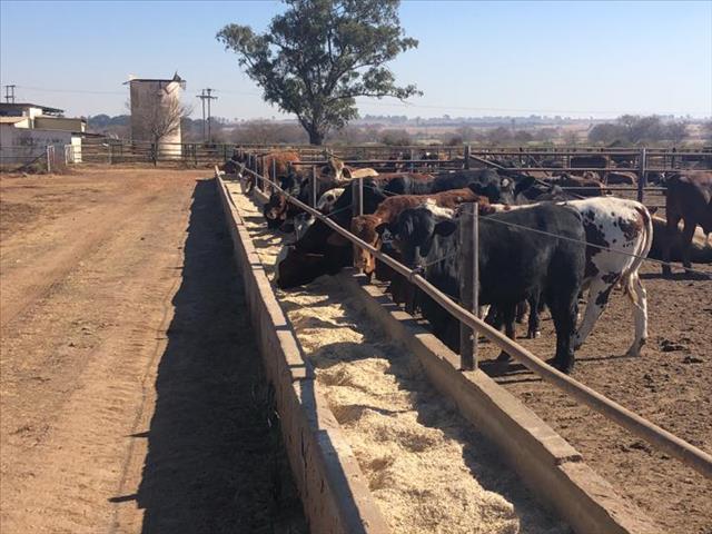Hier is die weeklikse veilingspryse vir lewende hawe | News Article