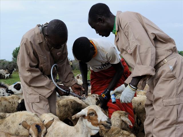 Nuwe formele beleid vir dieresiektes | News Article